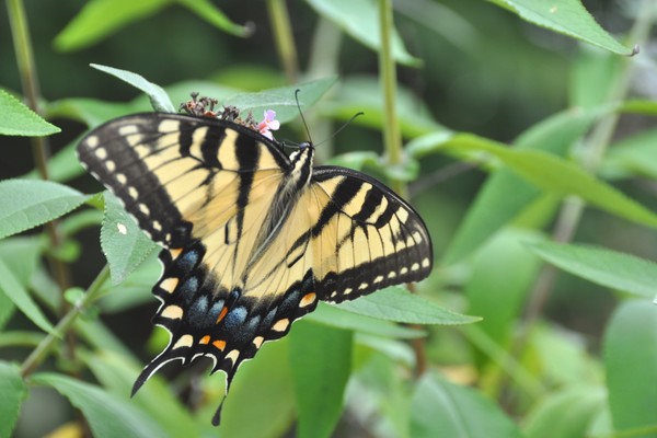 butterfly