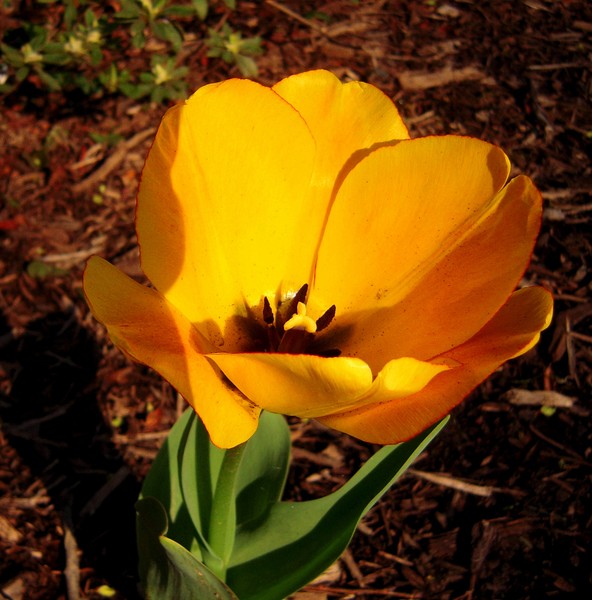 A Little Beauty in Sherwood Gardens, Baltimore