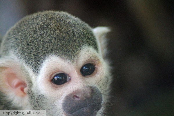 Monkey