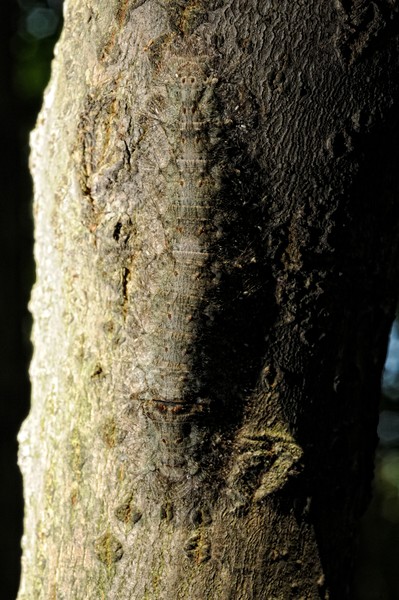 Can you see the Caterpillar?