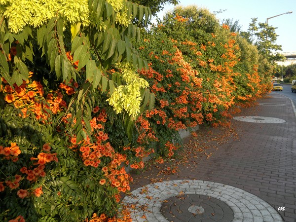 trumpet vines along the pavement
