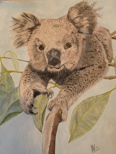 A cute Koala Bear