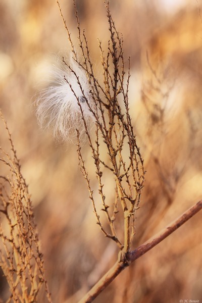 Milkweed In The Breeze