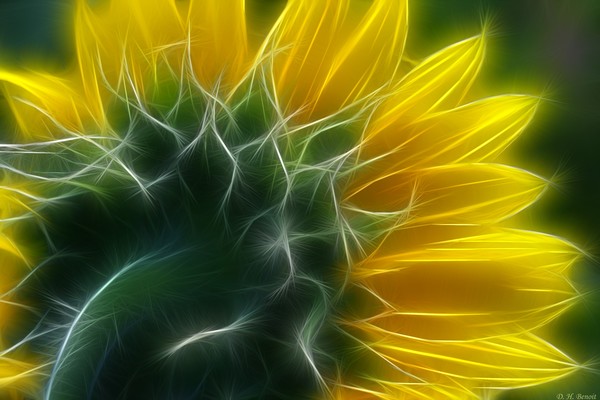 Golden Delight