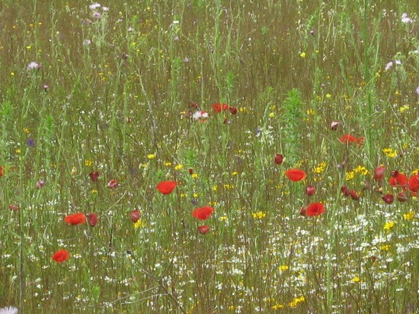 POPPIES IN POLLENSA