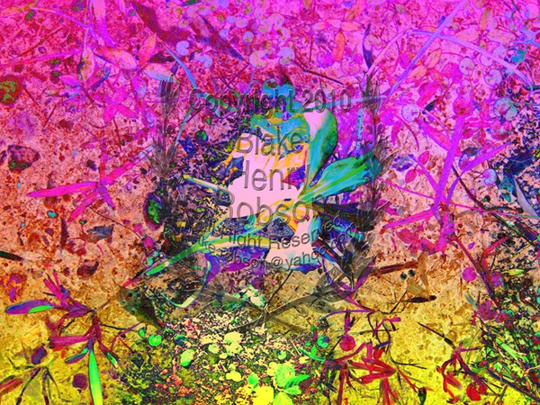 Flowers dirt grass weeds