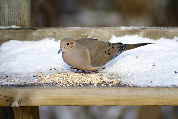Dove