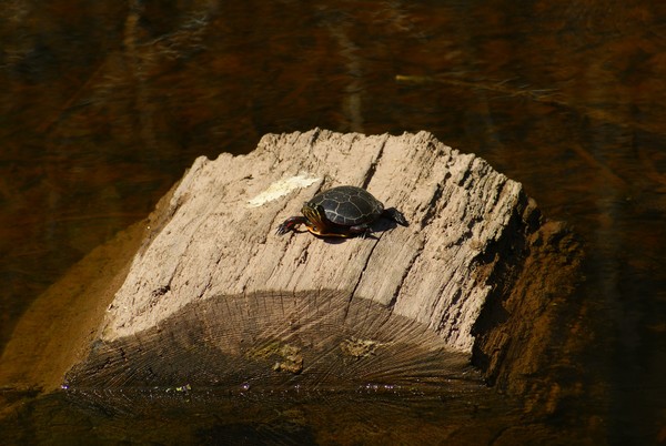 Painted Turtle