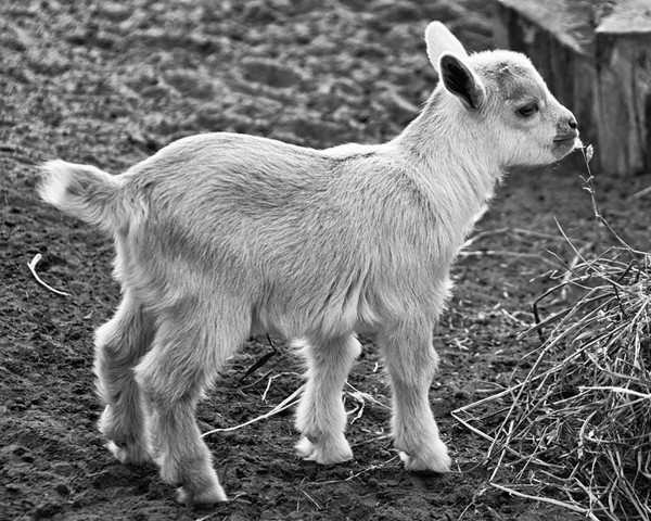 Baby Goat B&W