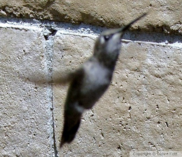 Hummingbird 