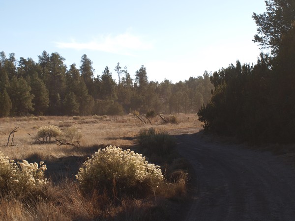 Overgaard, Arizona