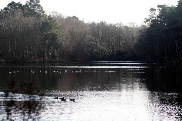 Winter Lake