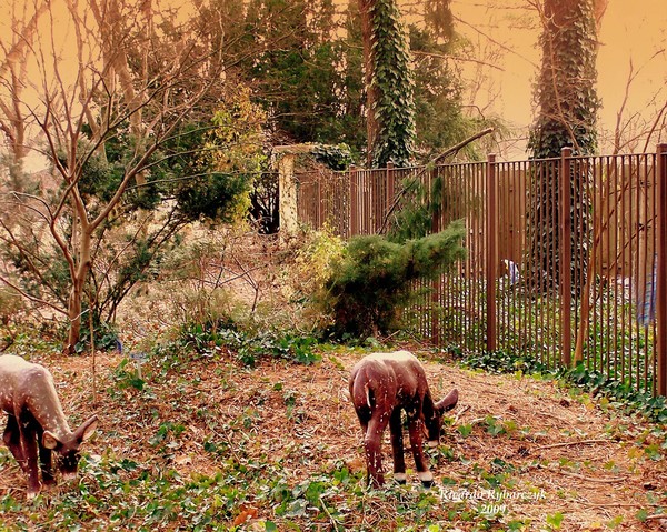 Deer feeding