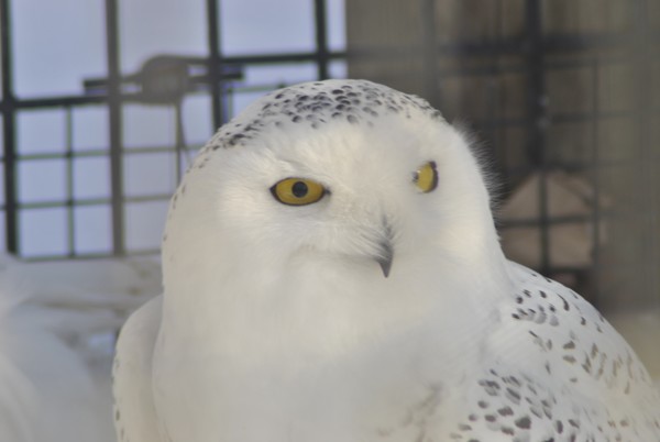 Snow Owl