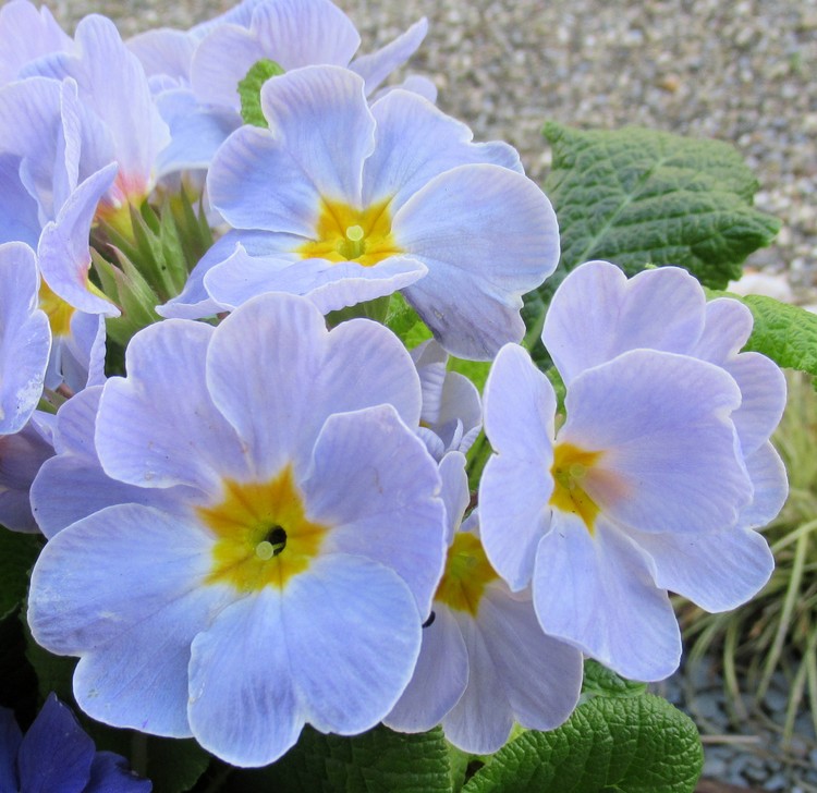 PALE BLUE PRIMULA