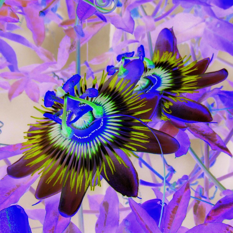 POSTPROCESSED PASSION FLOWERS