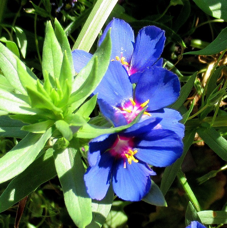 BLUE BEAUTIES