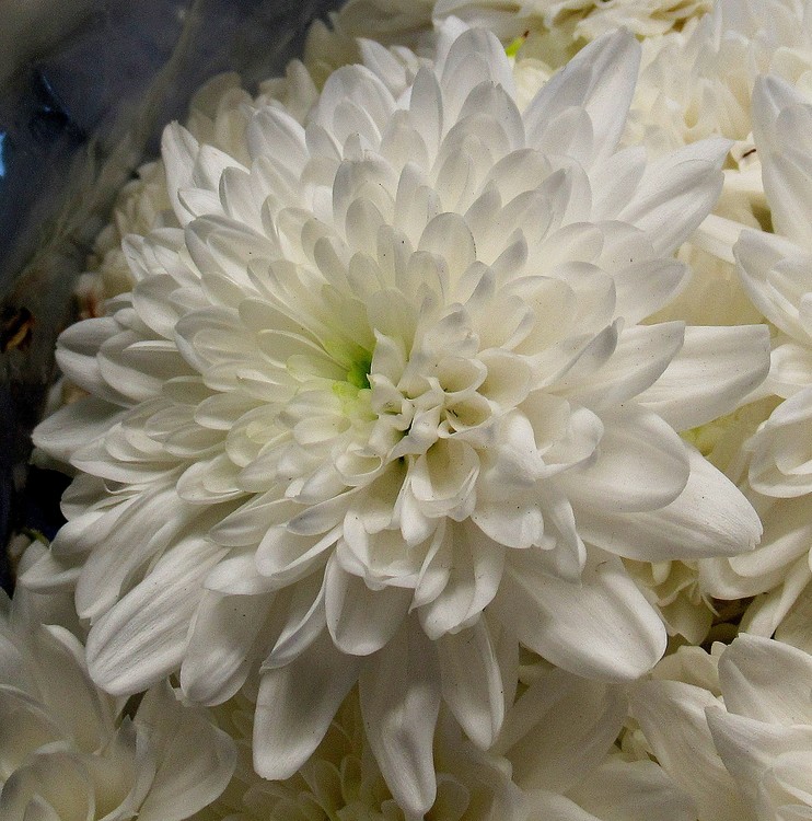 WHITE MUM