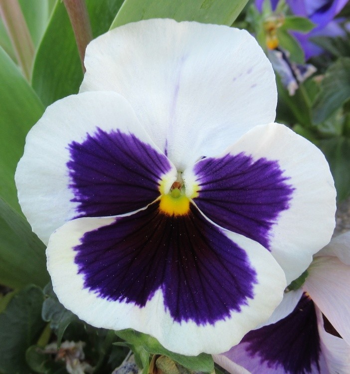 PANSY OF MAY