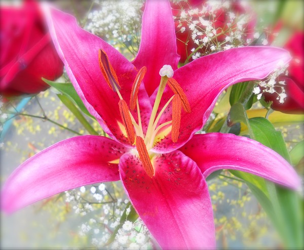 spring lily