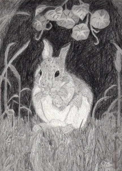 Bunny
