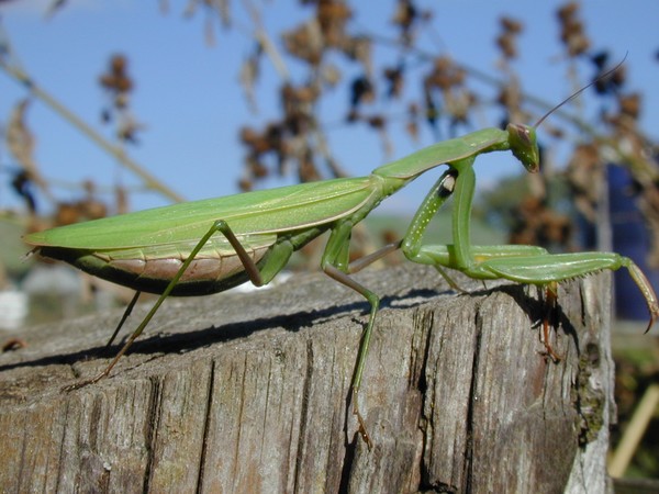 Praying Mantis