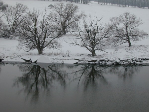 Willows Along The River
