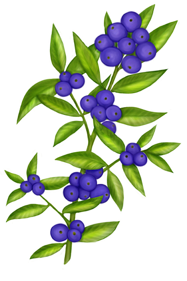 Blueberries