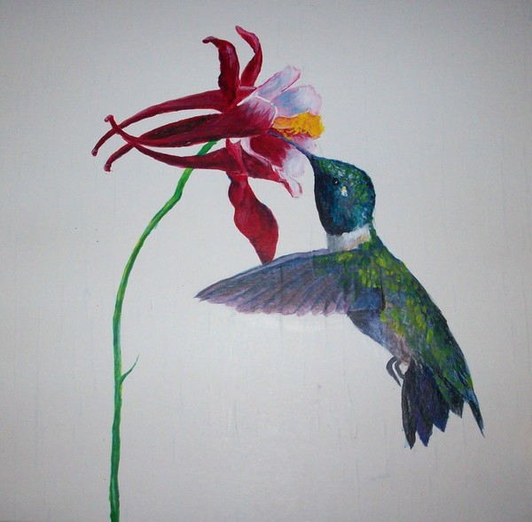 Humming Bird 1
