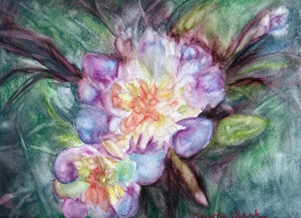 Dawn Peonies