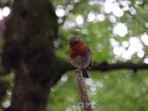 Robin
