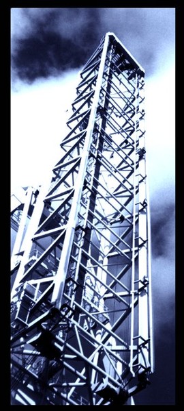 blue crane
