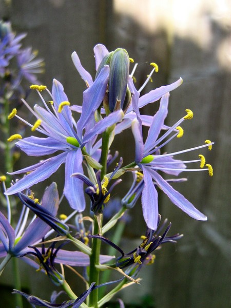 pwetty flowew