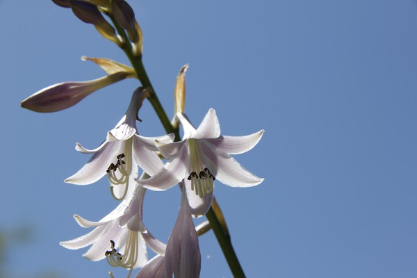 August Lily