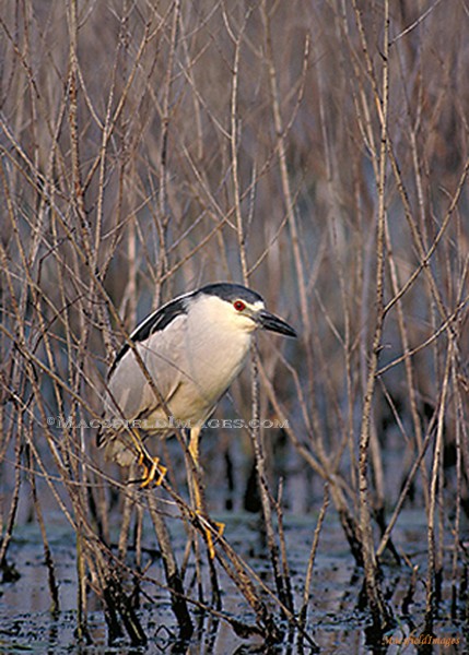 Black-crowned Herron