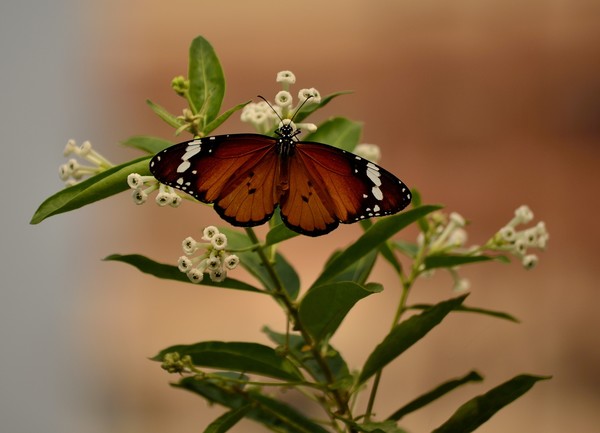 Monarch Butterfly
