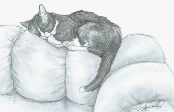 Napping Oreo 