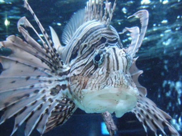 Lion Fish