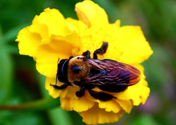 Bee On Marigold