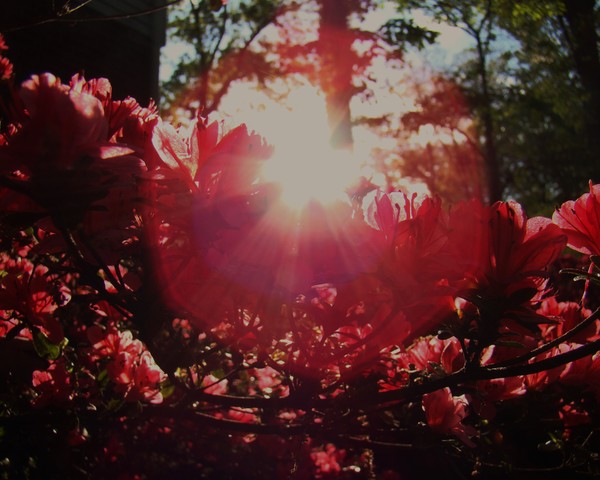 Azalea Sunrise 430 11x14 Print