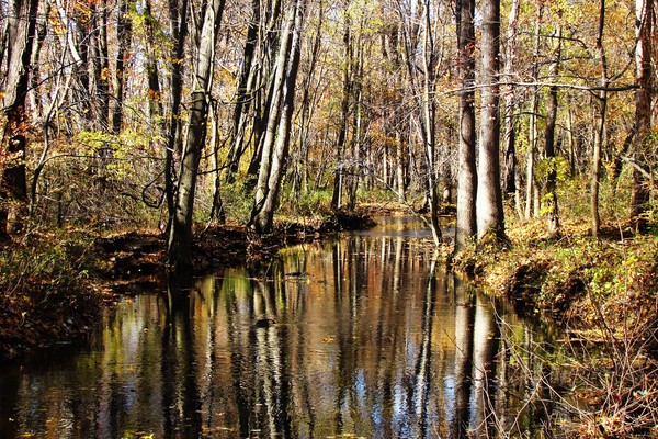 Natural Reflections 0991