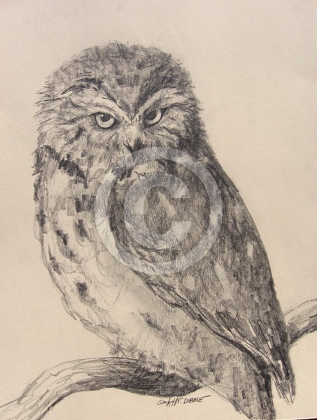 Saw-whet Owl