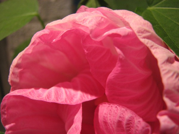 Cotton Candy 5