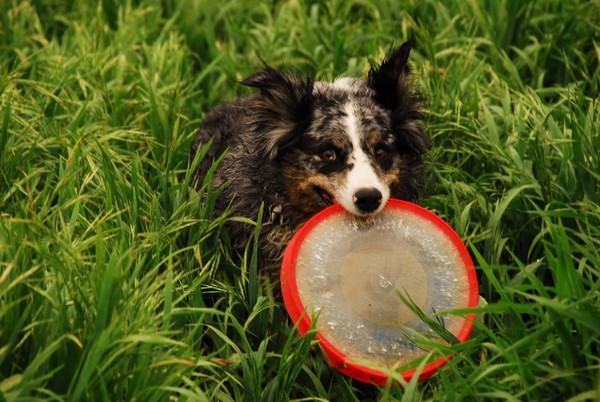 Disc Dog