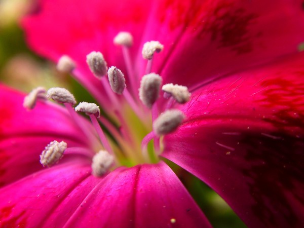 dianthus 2