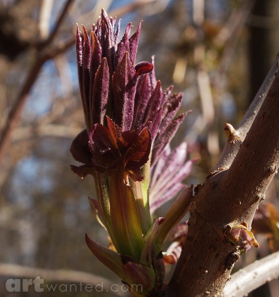 SPRING LEAF COMING