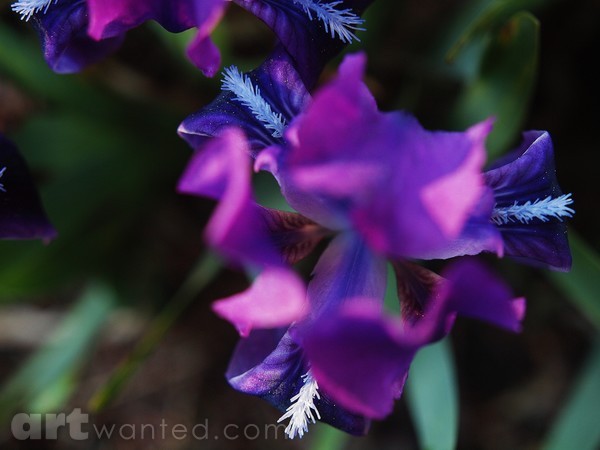 MOTHER`S GARDEN DELIGHT
