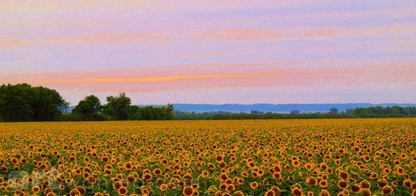VALLEY SUNFLOWERS