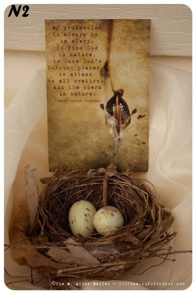 Nature Postcard N2 Ready to Ship