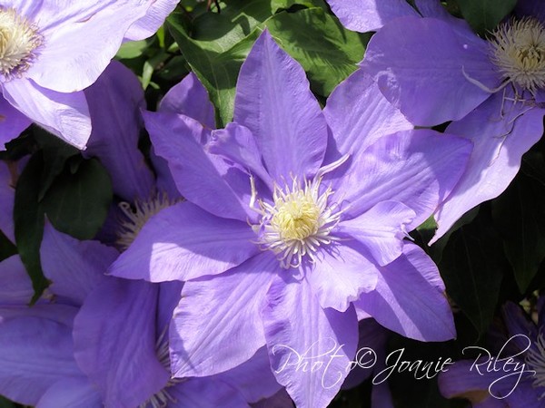 Clematis